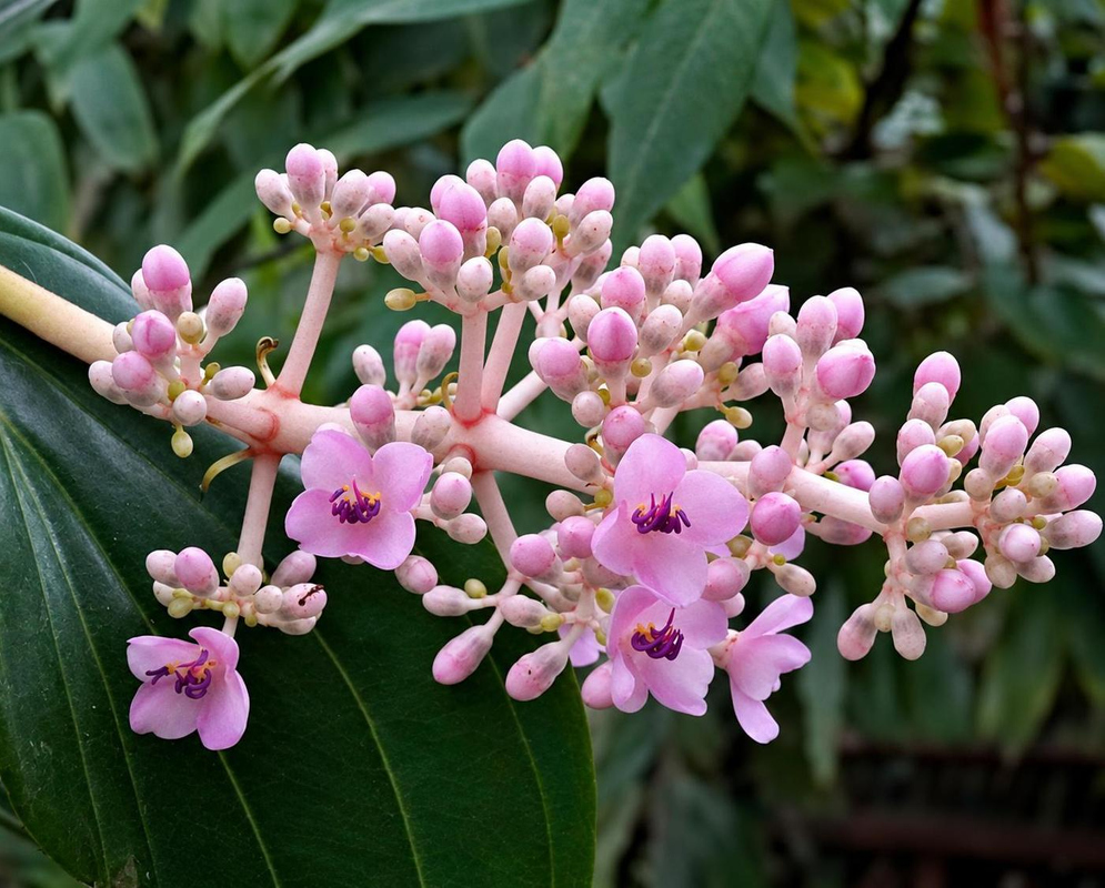 Medinilla multiflora Pale Pink Flower Bud Clusters Medinilla multiflora has pink branching flower stalks with pale pink buds and flowers