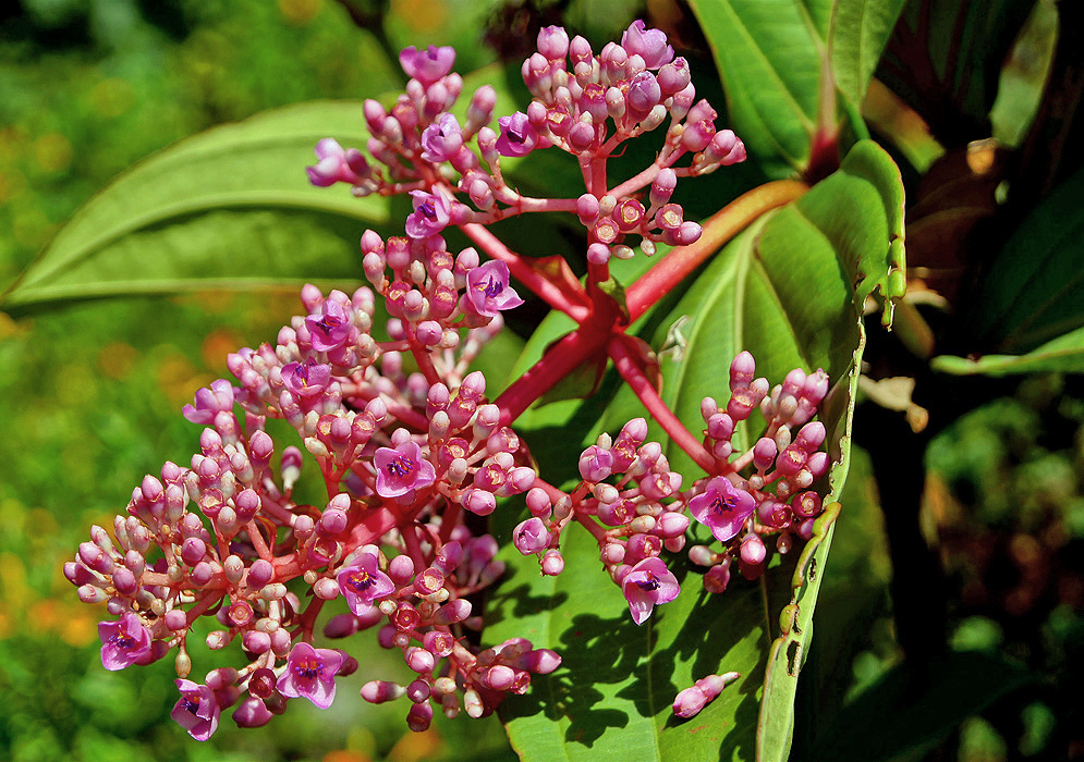 Medinilla multiflora inflorescence with dark pink-purple flowers