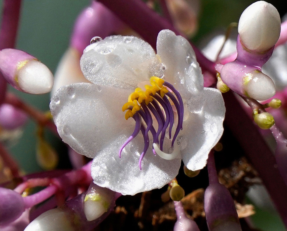 A pale pink Medinilla myriantha flower has curved purple filaments and yellow anthers among white buds