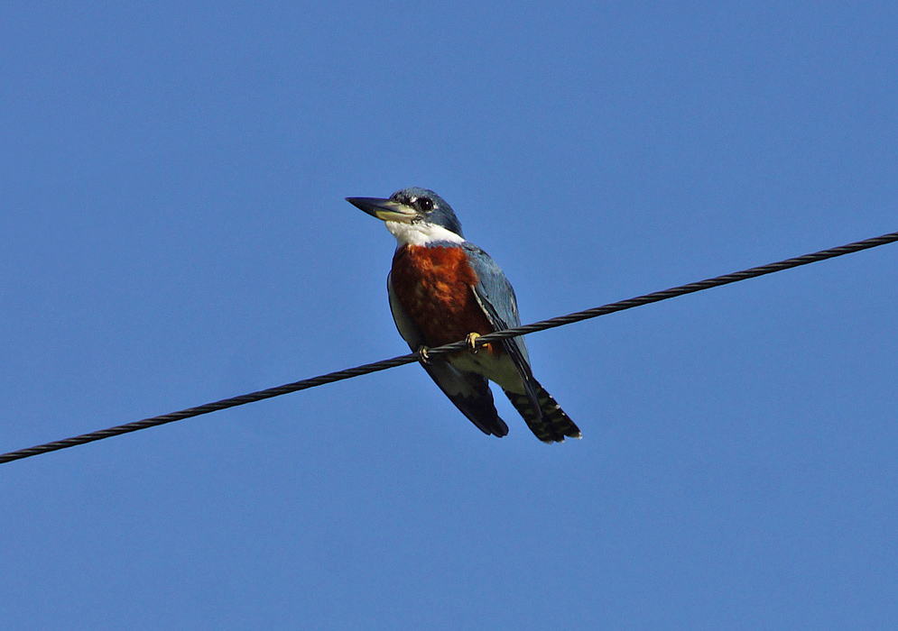 Black and white Ringed Kingfisher with a redwood-colored-chest standing on a wire-chord 