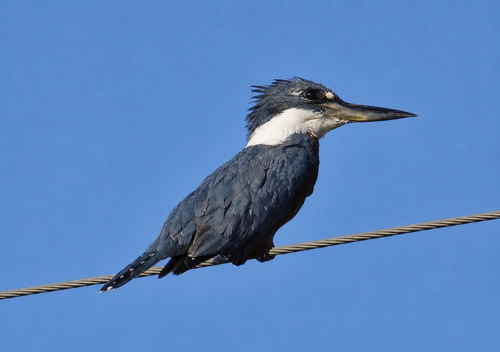Megaceryle torquata Ringed Kingfisher Ringed kingfisher perched on a cable with dark blue plumage, a white collar, and a long pointed bill