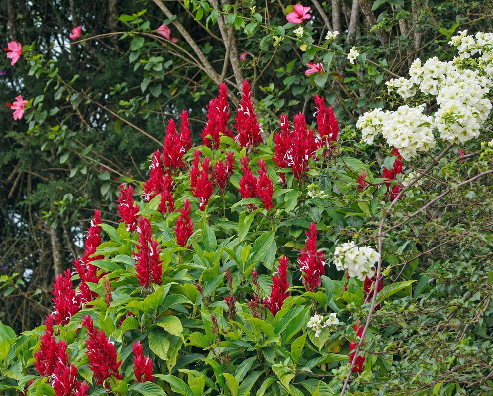 Megaskepasma erythrochlamys Red Flowering Shrub Numerous upright red Megaskepasma erythrochlamys flower spikes rise above green shrubs