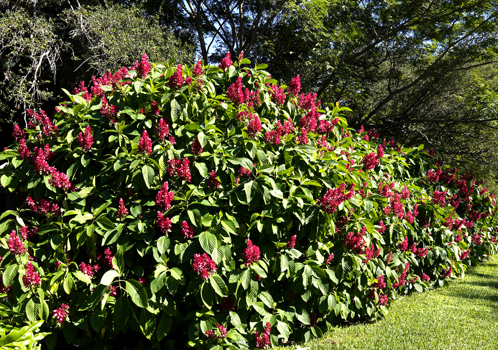 A row of Megaskepasma erythrochlamys shrub with bright red inflorescences