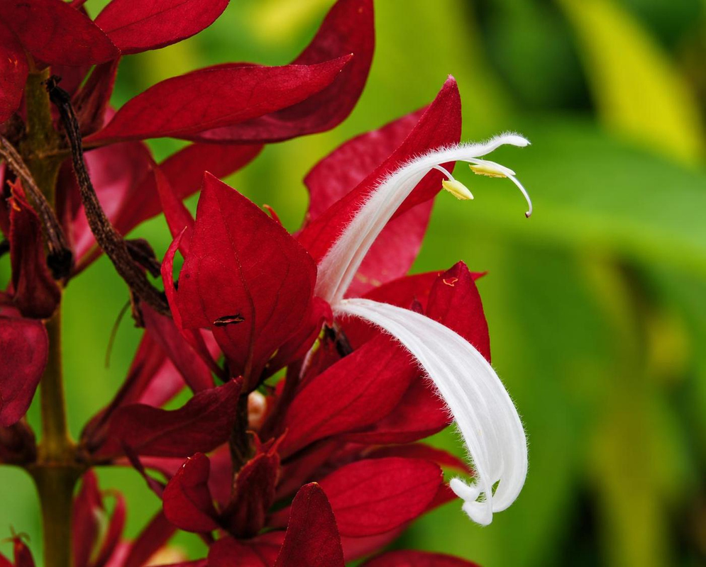 Megaskepasma erythrochlamys White Flower Red Bracts A narrow white Megaskepasma erythrochlamys flower extends from bright red bracts