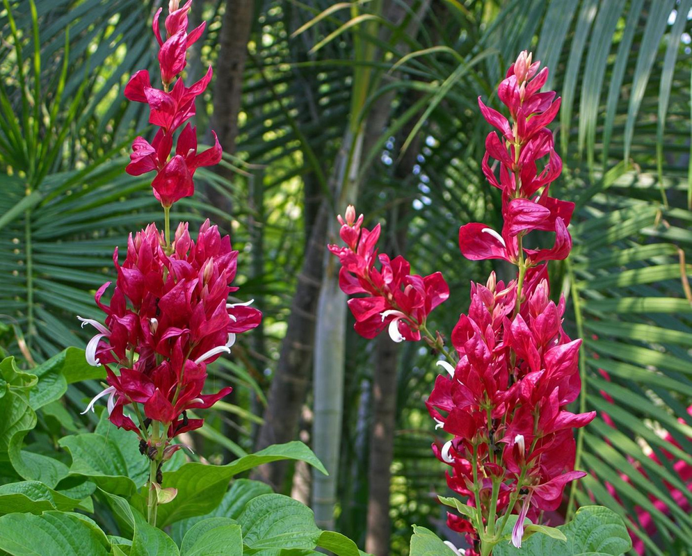 Megaskepasma erythrochlamys Upright Crimson Flower Spikes Megaskepasma erythrochlamys has upright crimson spikes surrounded by broad green leaves