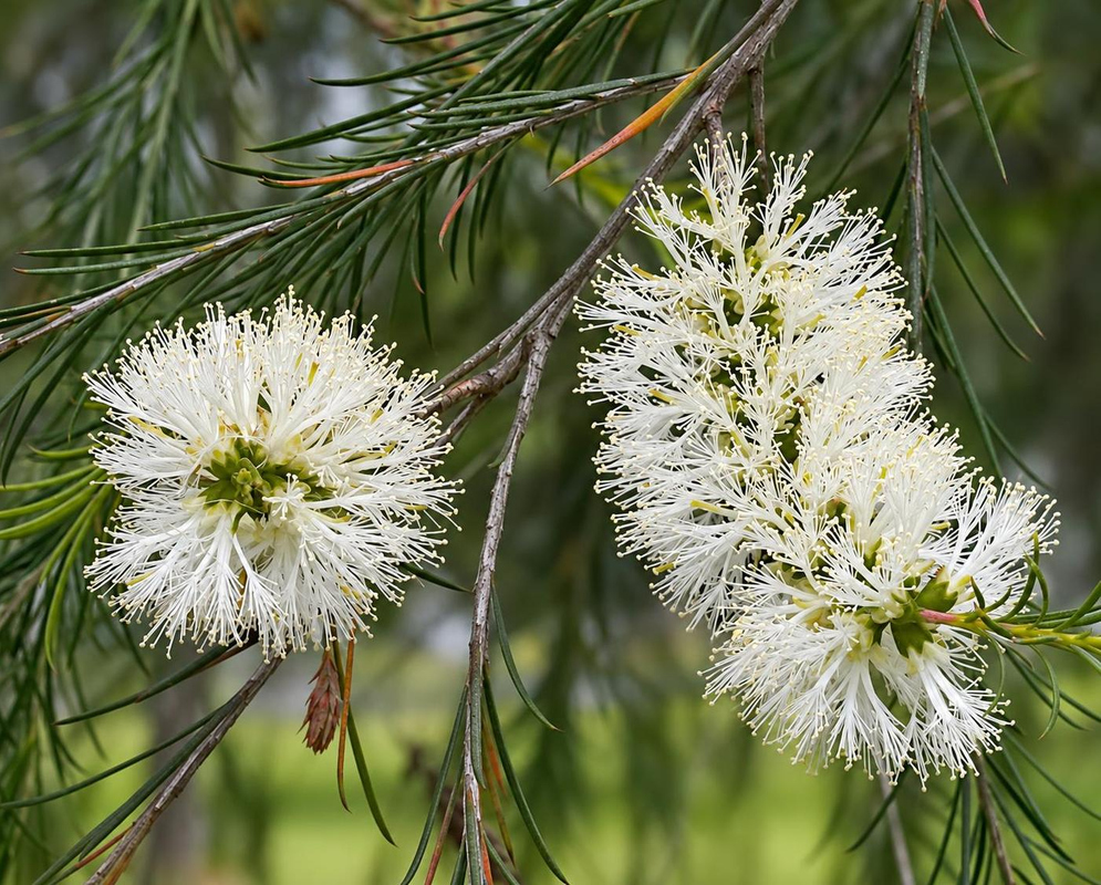 White Melaleuca armillaris flower spikes form soft brushes beside narrow green leaves