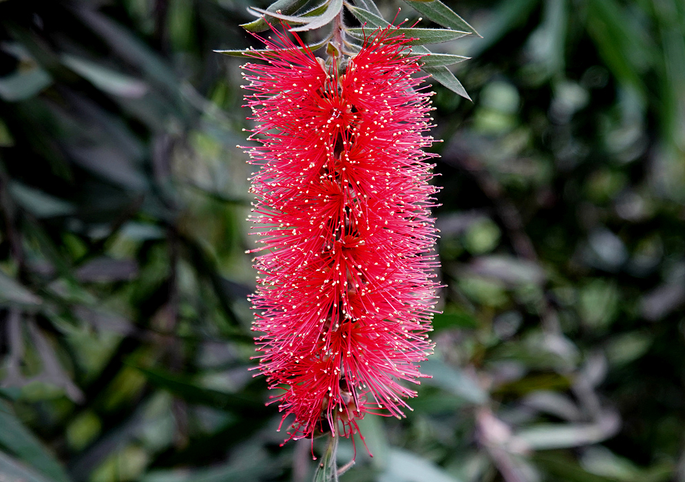 Melaleuca citrina inflorescence with red flowers