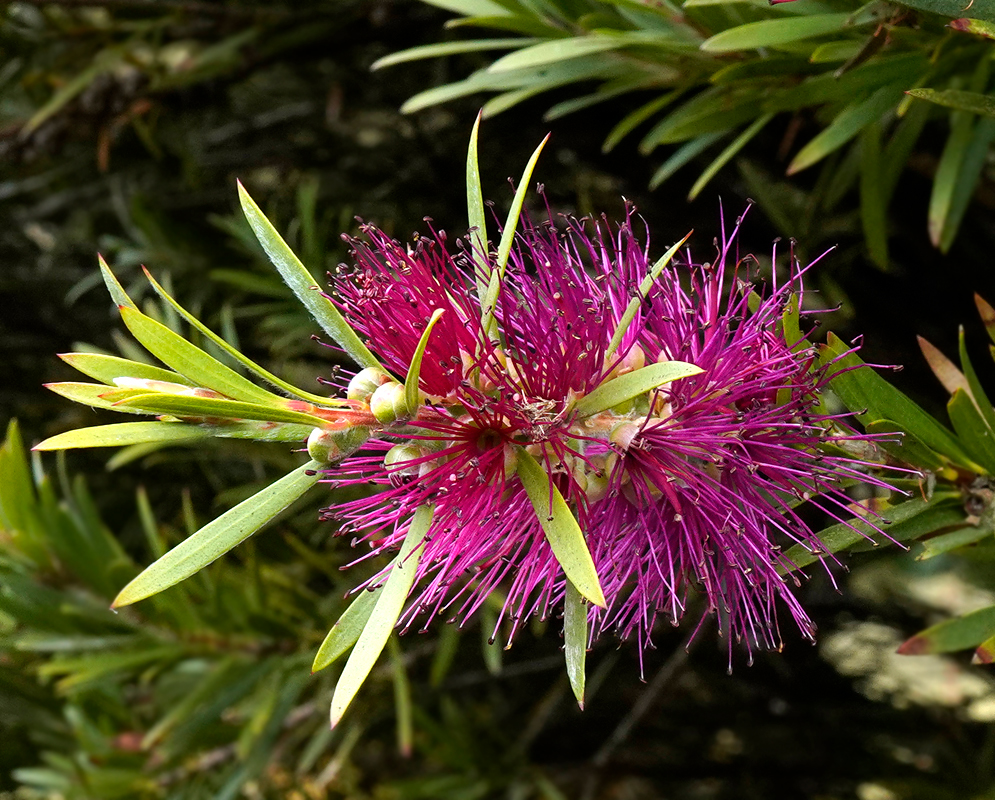 A hanging Melaleuca citrina inflorescence with red flowers