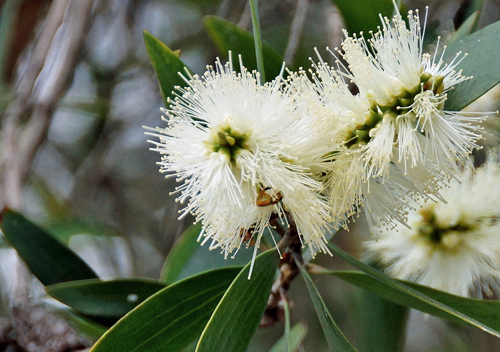 A Melaleuca quinquenervia inflorescence with white flowers
