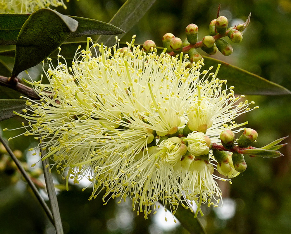 Creamy yellow Melaleuca salicina stamens form a bottlebrush flower spike beside rounded buds