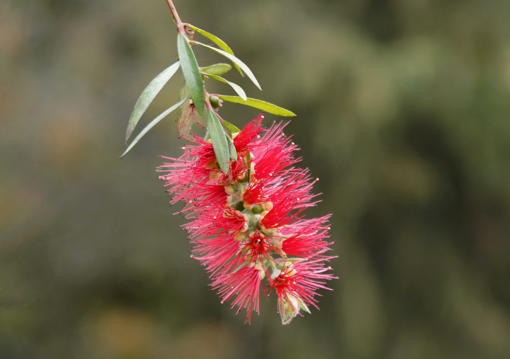 A red Melaleuca viminalis flower spike with long red stamens