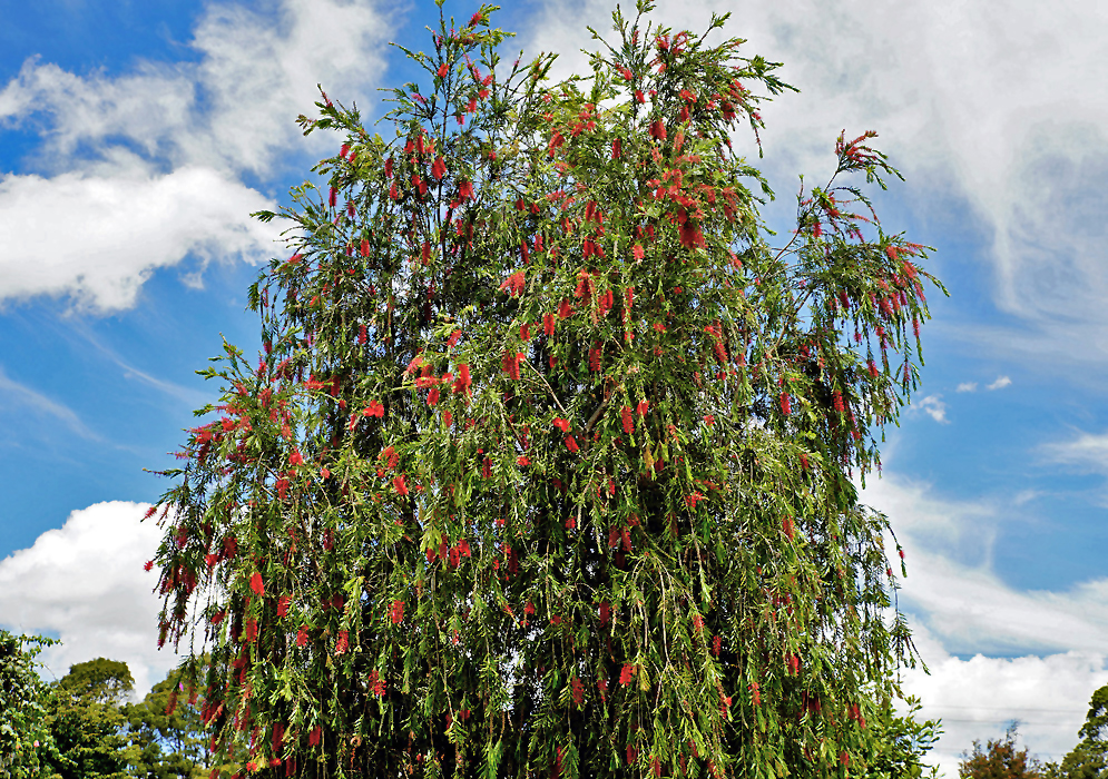 A weeping Melaleuca viminalis tree with red flowers under blue sky