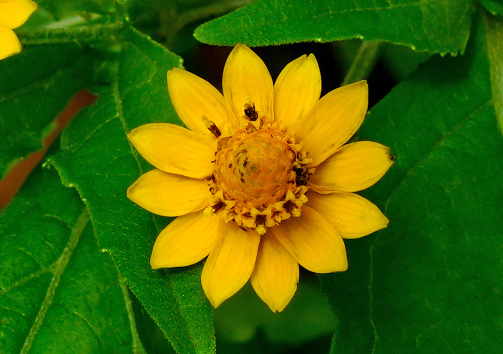 A Melampodium divaricatum central disk of tightly packed, small yellow and brown florets surrounded by a single row of bright yellow, evenly spaced petals,