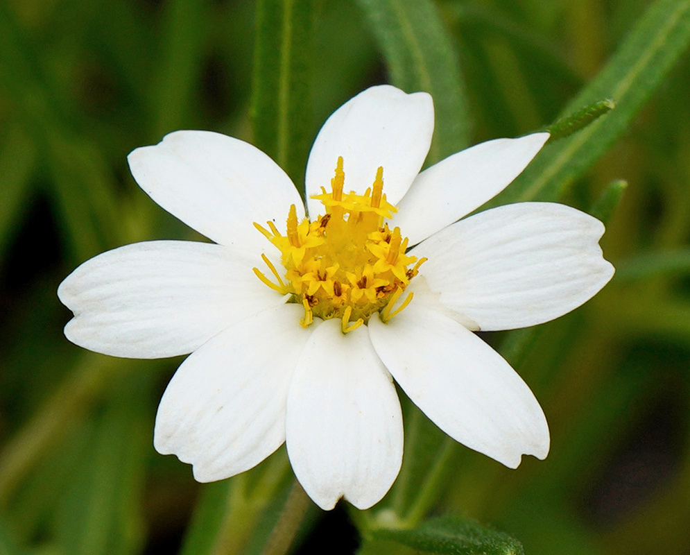 White Melampodium leucanthum ray florets surround a bright yellow flower centre