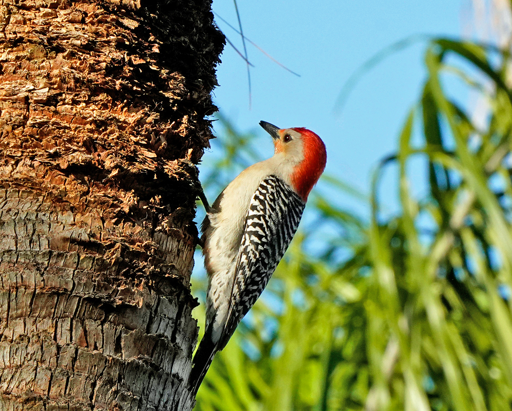 Red-bellied Woodpecker A Melanerpes carolinus clinging to the side of a palm tree, with a bright red crown, black-and-white barred back, and beige underparts in a tropical setting