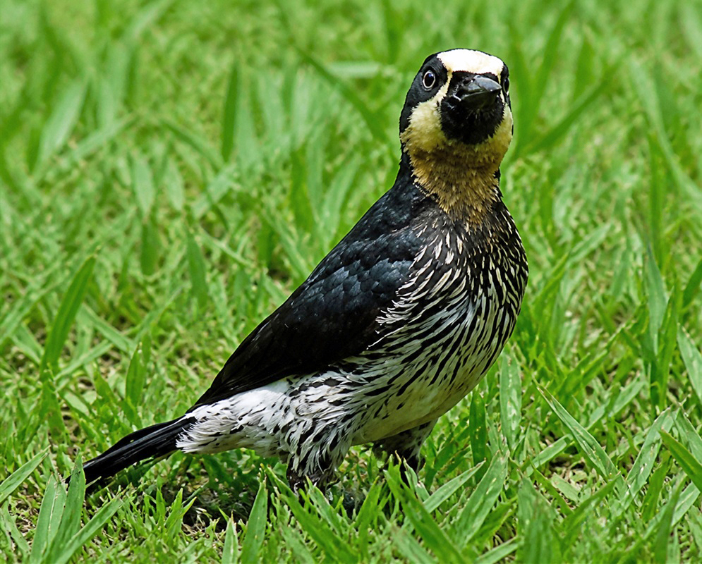 A Melanerpes formicivorus standing in grass with its red crown and black-and-white plumage visible