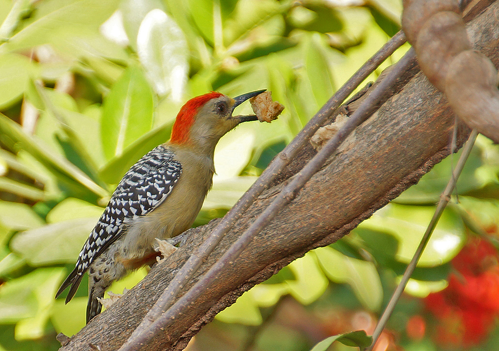 Woodpecker with bread in his mouth