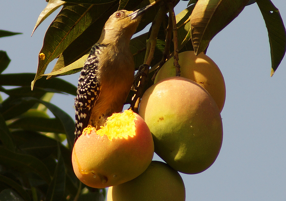 Melanerpes rubricapillus perched on a mango