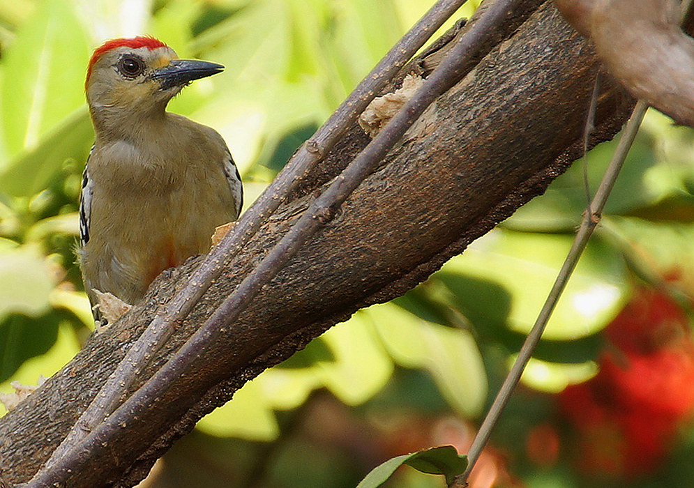 Red-crowned Woodpecker Melanerpes rubricapillus clinging upright to a trunk with its patterned face and red crown visible