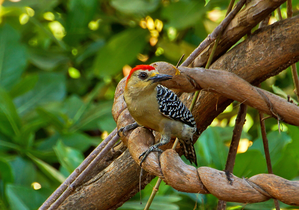 Red Crowned Woodpecker standing on a braided tree branch