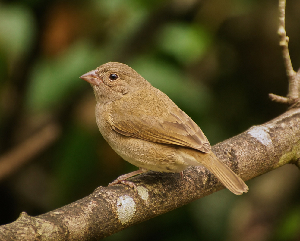 A Melanospiza bicolor perched with the brown plumage of the omissa form clearly visible