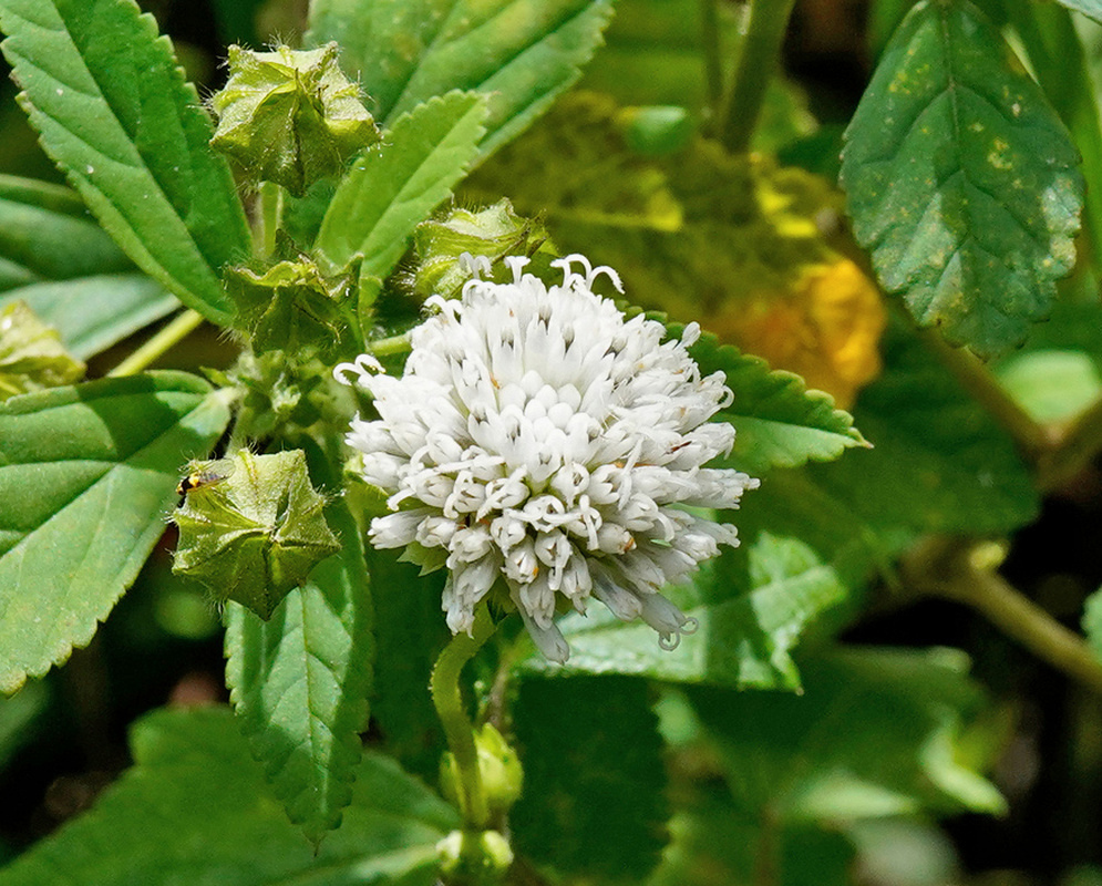 A dense white Melanthera nivea flower head stands above serrated green leaves