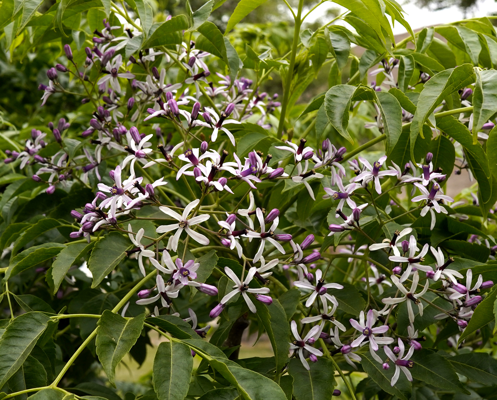 A panicle of Melia azedarach flowers with white petals and purple center