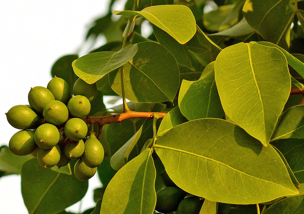 A Melicoccus bijugatus cluster of green fruit on the tree