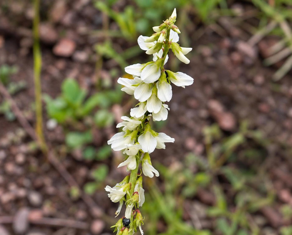 Small white Melilotus albus flowers hang along a slender upright green spike