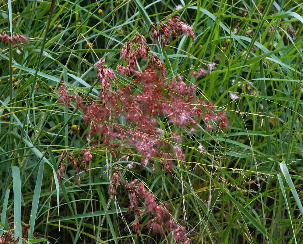 Melinis repens plant habit and foliage