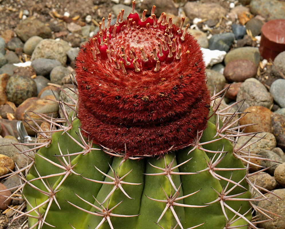 A red bristly cephalium crowns the green ribbed and spiny stem of Melocactus bahiensis
