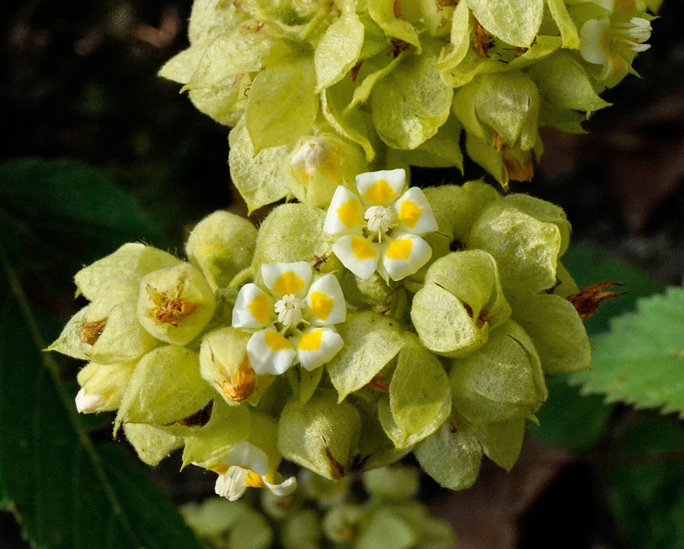 Small white Melochia lupulina flowers with yellow centres sit within crowded pale green inflated calyces