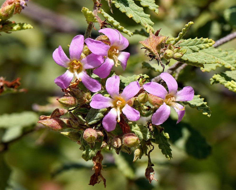 Small lilac Melochia spicata flowers with pale yellow centres grow among hairy green bracts