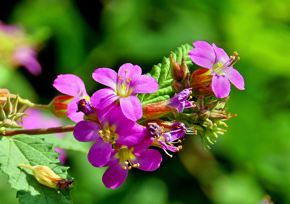 A Melochia tomentosa branch with bright pink flowers with yellow and white throats