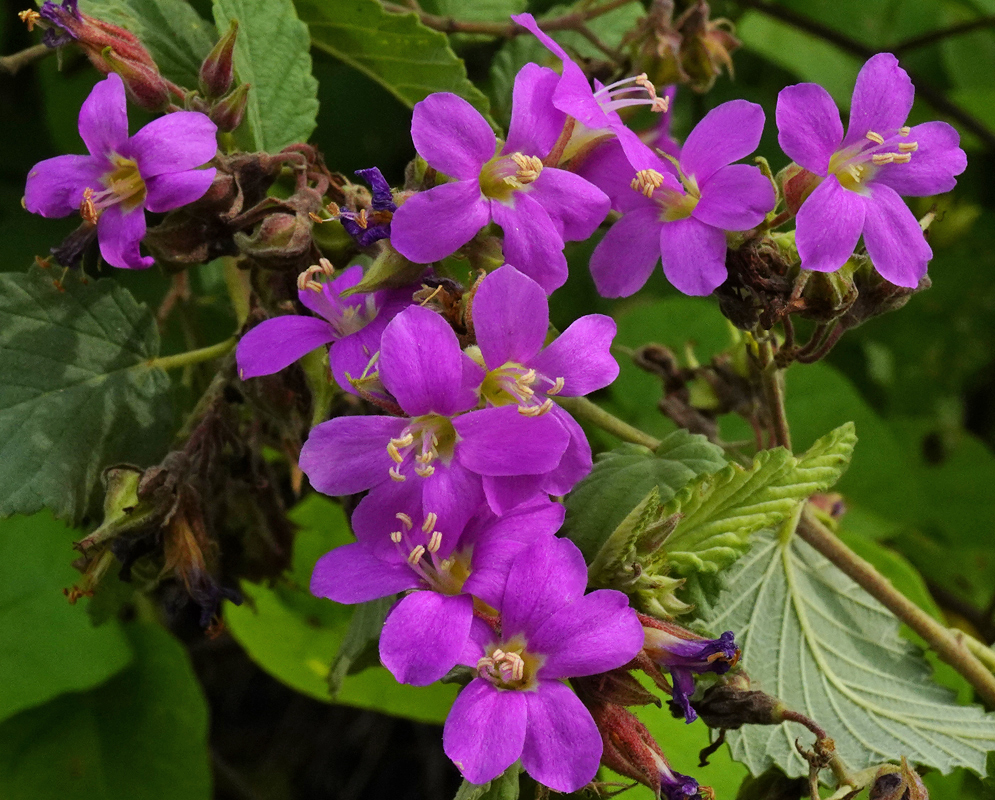 A cluster of purple Melochia tomentosa flowers