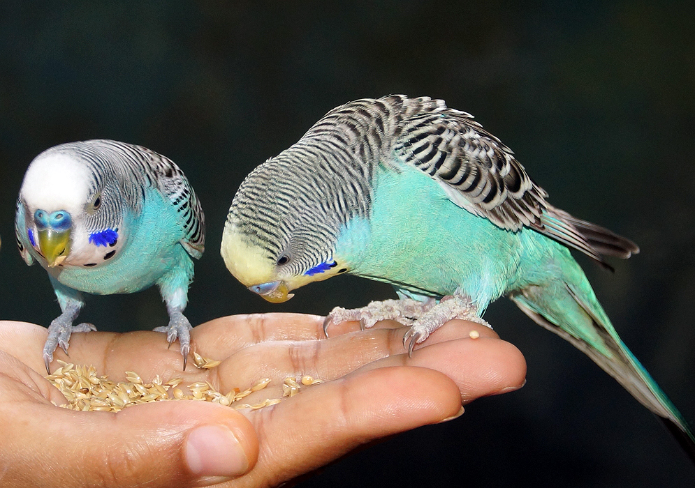 Two holiday-blue Melopsittacus undulates eating birdseeds from a hand