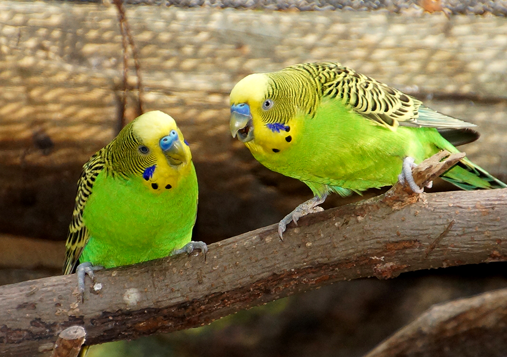 Two green-chested Melopsittacus undulates yellow budgies