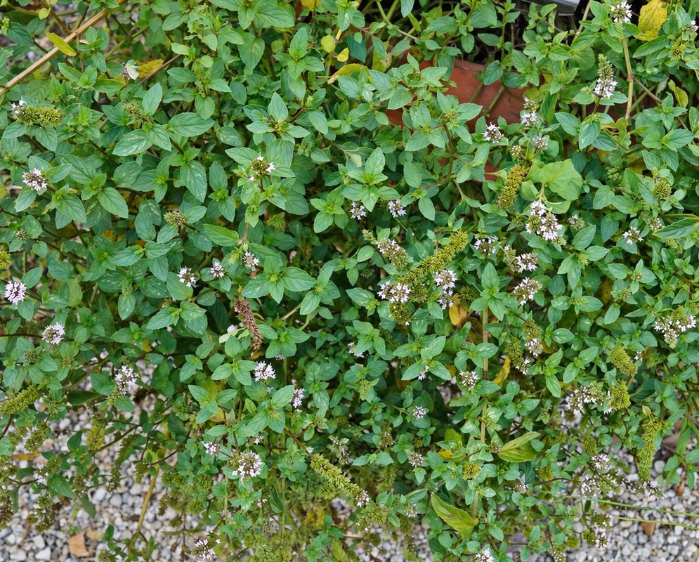 Dense green Mentha piperita foliage covers the ground with small toothed leaves