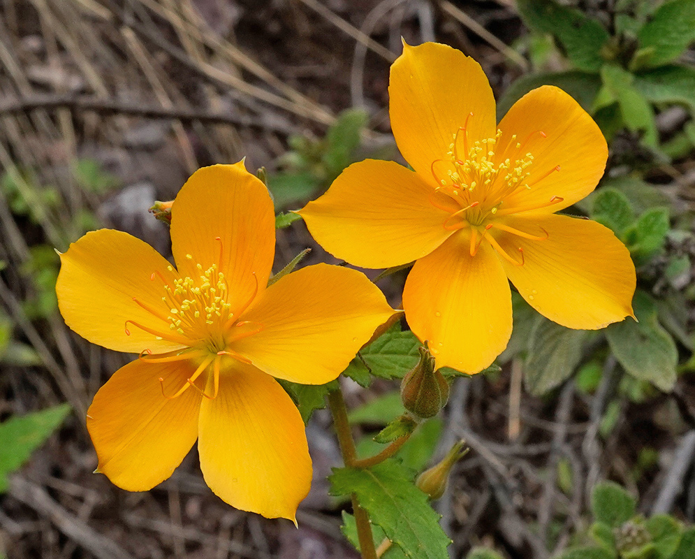 Bright yellow Mentzelia scabra chilensis flowers spread five broad petals around numerous yellow stamens