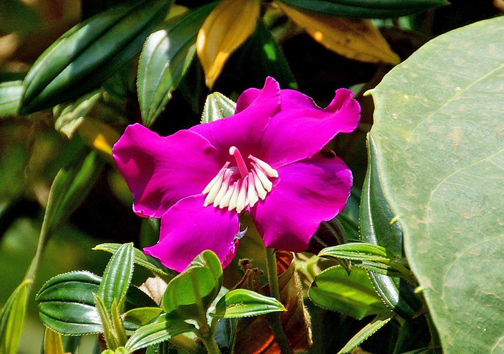 A magenta Meriania speciosa flower with white and magenta stamens in sunlight
