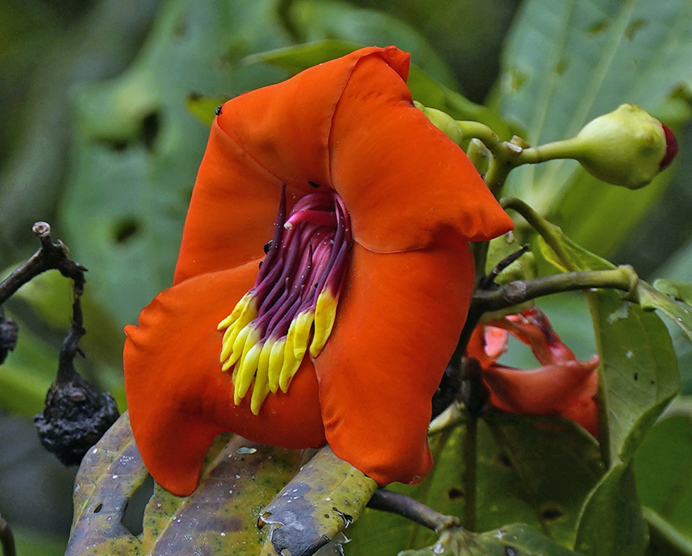 A close-up of a vibrant Meriania fantastica flower featuring bright orange-red petals and a distinctive center with deep purple filaments tipped in bright yellow