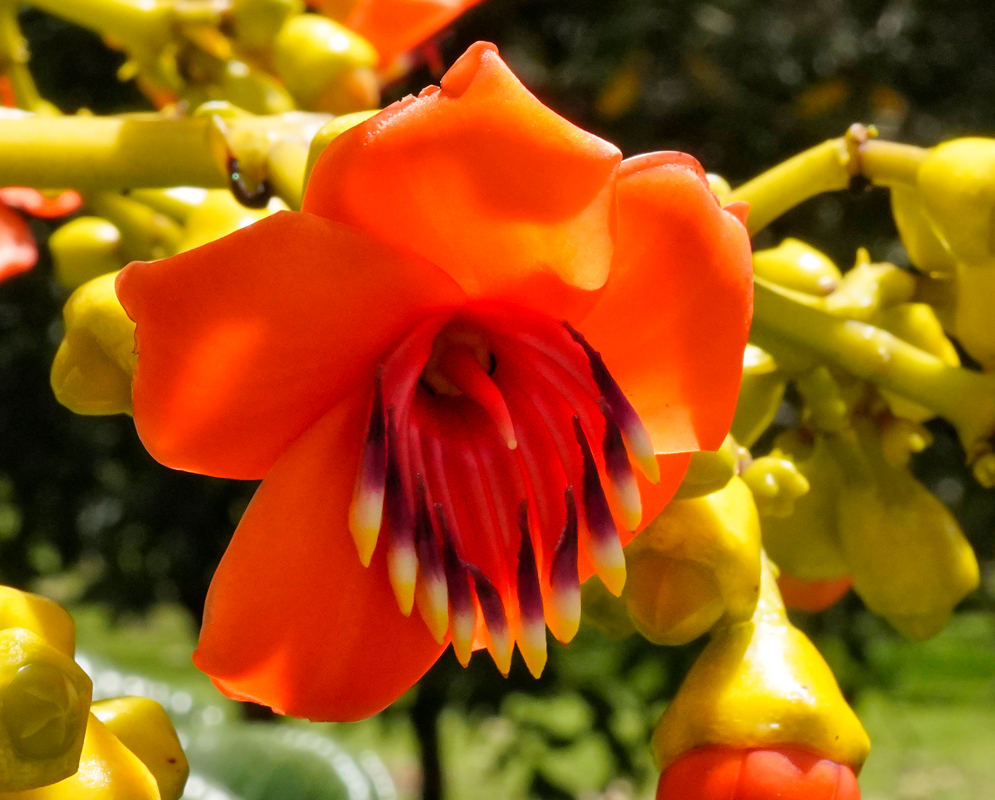 A yellow inflorescence with orange flowers in sunlight