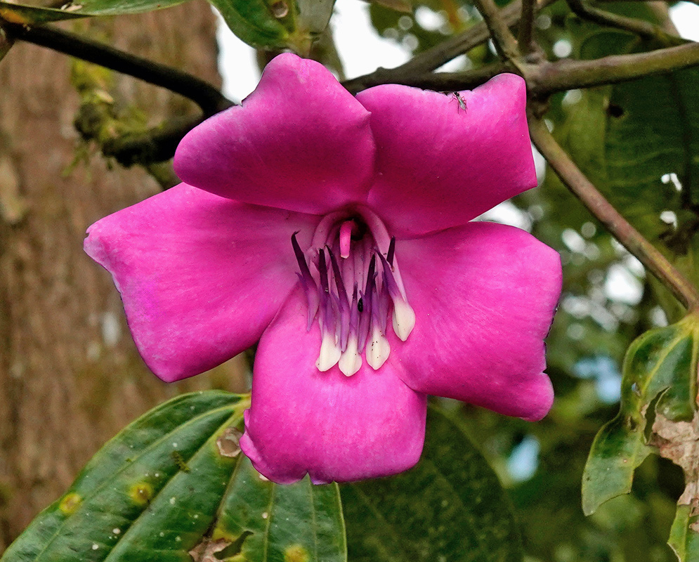 A vivid pink Meriania maxima flower has five broad petals and prominent curved purple stamens