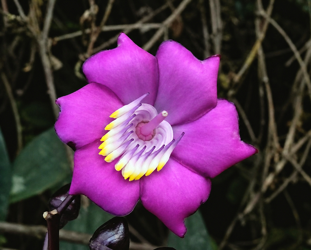 Meriania mexiae purple flower