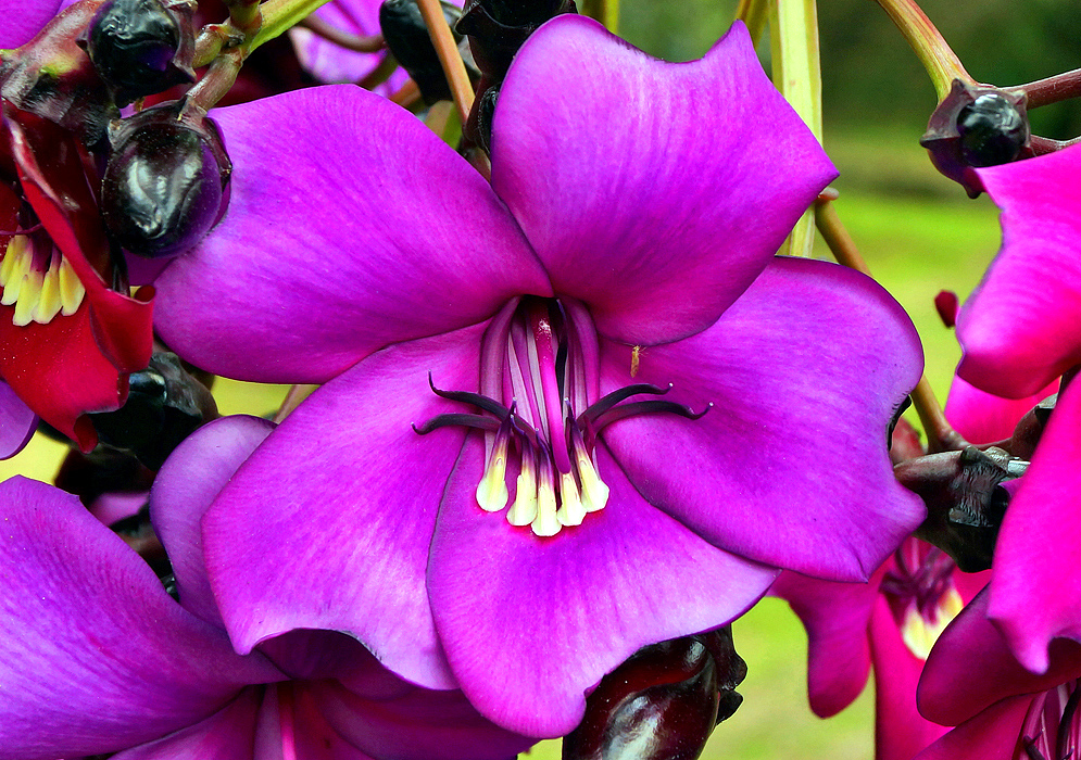 Purple-magenta Meriania nobilis flower with white anthers and dark purple styles