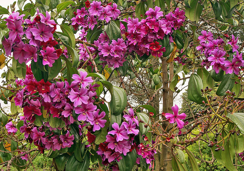 Clusters of red and purple Meriania nobilis flowers