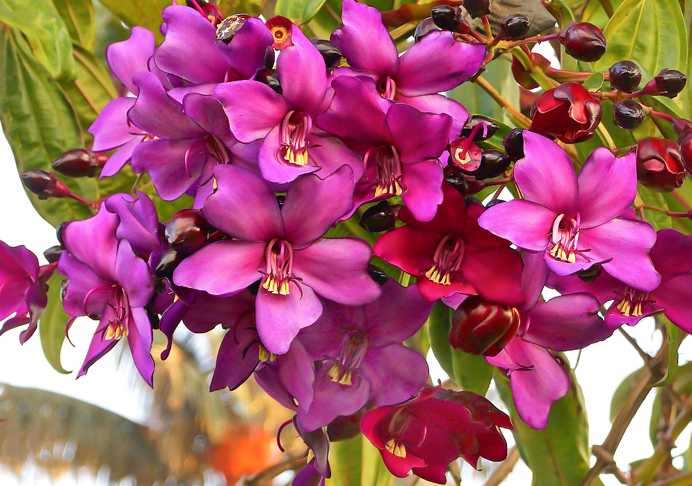 Clusters of red and purple Meriania nobilis flowers with dark purple flower buds