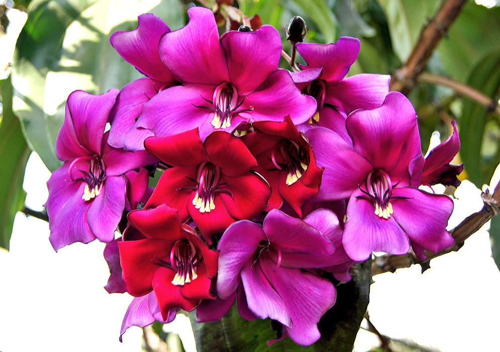 A cluster of red and purple Meriania nobilis flowers