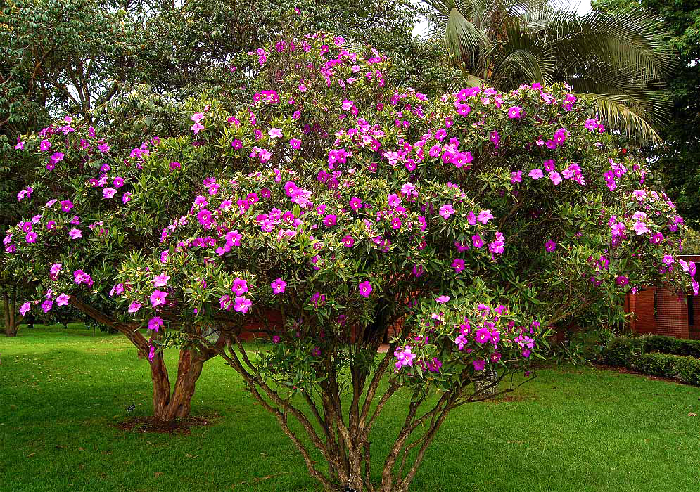 Meriania speciosa bush with purple and magenta flowers