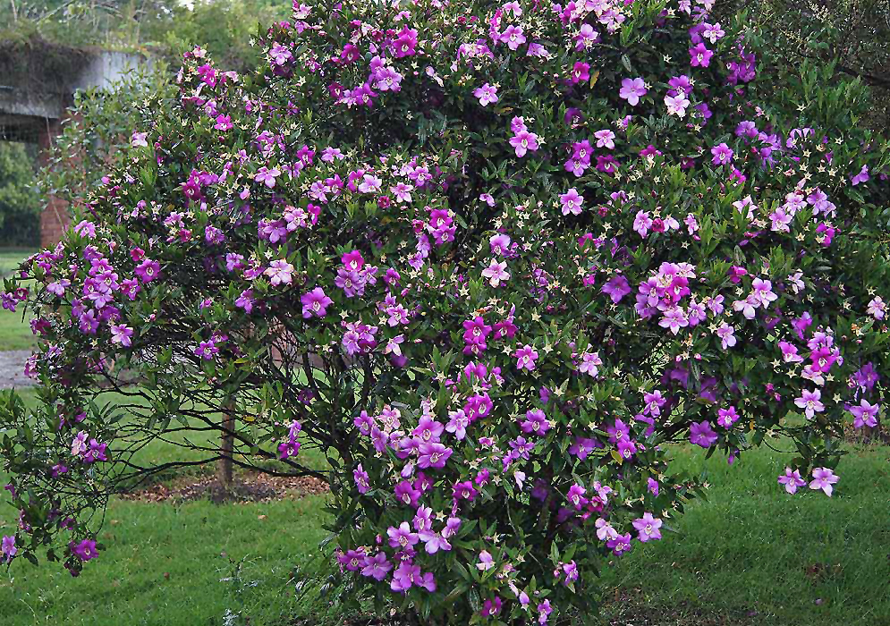 Meriania speciosa shrub with purple and magenta flowers